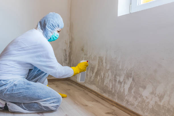 Licensed Basement Mold Remediation service in Riverton, NJ - 24 Hour Mold Removal