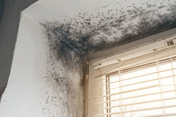 Affordable Basement Mold Remediation solutions in Riverton, NJ