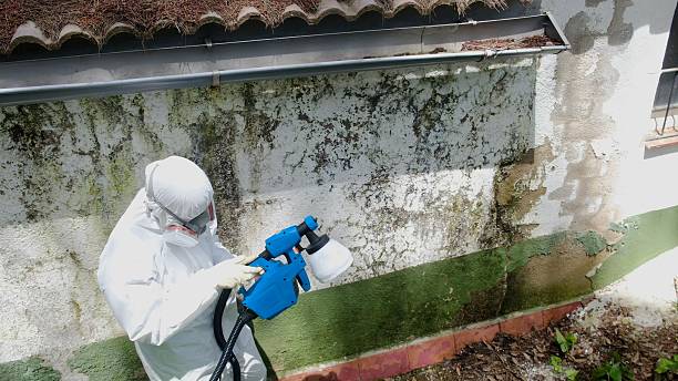 Top rated local Basement Mold Remediation specialists in Riverton, NJ